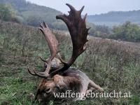 Rothirsch, Damhirschjagd und Muffelwidderjagd in Ungarn in 2025