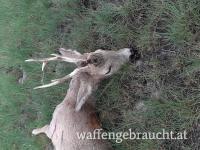 Rehbockjagd in Ostungarn und Westungarn in Brunft