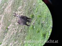 Gams abschuss KL I, II, oder III Gämse Jagd Tirol, Österreich