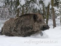STRECKENSTARKE RIEGELJAGD AM 03. JANUAR 2026 IN WESTUNGARN, 50 – 80 STÜCK SCHALENWILD