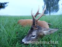 Rehbockjagd in Tschechien - Pauschalangebot für 2 Jäger