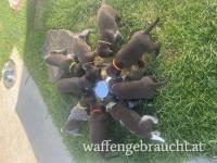 Deutsch Drahthaar Welpen Rüden