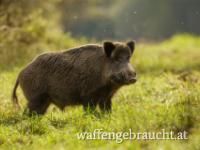 Schwarzwildpaket in Ungarn
