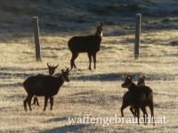 Gamsbock in Osttirol
