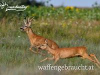 REHBOCKPAUSCHALE IN WESTUNGARN