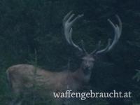 Rothirschjagd, Abschuss Hirsch Tirol