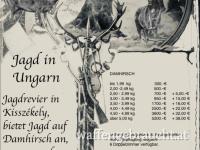 DAMHIRSCHJAGD in Ungarn