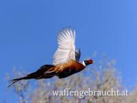 BUSCHIERJAGDEN AUF FASANE UND HASEN IN OSTUNGARN
