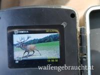 Hirschbrunft in Ungarn