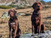 Pudelpointer Welpen