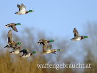 Entenjagd nähe Budweis 06.09