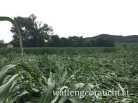 Gründrückjagd in Ungarn am 6.9.2025.