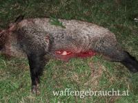 Drückjagd Malonty CZ 15km von Wullowitz