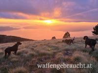 Rebhuhnjagd in Ungarn 4 Flinten / 4 Hunde