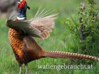 Fasan und Feldhase Jagd