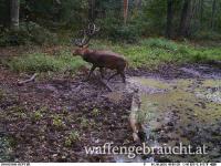 Bestätigter alter Hirsch ca 10-11 kg 