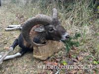 Ausgehrecht 2026 - Waldviertel Bezirk Horn