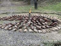 Niederwild jagd in Ungarn