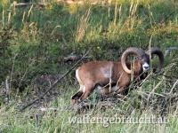 Muffelwidder im Leithagebirge (Nordburgenland)