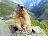 Murmeltierabschuss