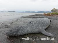 Robbenjagd in Norwegen