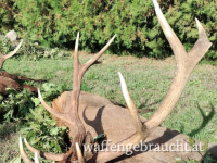 Rothirschjagd