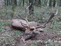 Rothirsch, Damhirschjagd und Muffelwidderjagd in Ungarn in 2025
