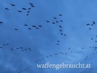 Niederwildjagden in Ungarn/Hortobágy. Naturfasan, Hasenstreife und Gänsestrich