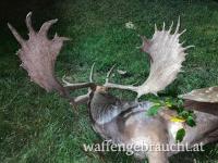 Damhirschjagd in Ungarn