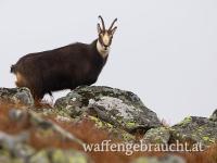 Gamsabschuss
