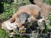 Murmeltierjagd