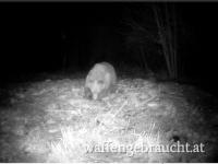 Braunbärenjagd - Bosnien und Herzegowina