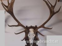 HIRSCHTROPHÄE  - GEWEIH - KAPITALER 20 er