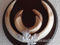  WILDSCHWEINHAUER auf einem Trophäenbrett