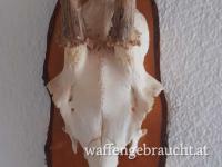 REHGEWEIHTROPHÄE - KRICKERL - SPIESSER 