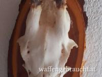  REHGEWEIHTROPHÄE - KRICKERL - SPIESSER 