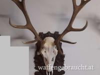 HIRSCHTROPHÄE - GEWEIH - 14 Ender