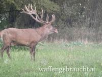 Exklusives Jagdangebot in Ungarn – Professionell betreut durch österreichischen Berufsjäger