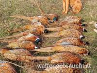 Niederwildjagd Rumänien