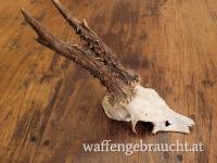 Starker, alter Erntebock