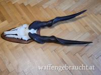 Hochkapitaler Eland Bulle aus SA