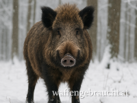 Drückjagd in Kroatien 03.01-04.01