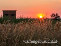 Schilfrevier mit Jagdmöglichkeit auf Schalen- und Wasserwild 