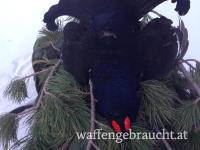 Birkhahn Abschuss 2026