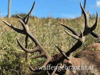 Rothirschjagd 2026 in einem Wildreservat, mit minimalen und fairen Nebenkosten, nahe der Grenze zu Österreich.