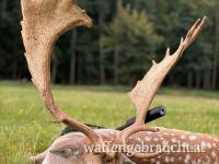 Damschauflerjagd 2026 in einem Wildreservat, mit optimalen und fairen Nebenkosten, nahe der Grenze zu Österreich.