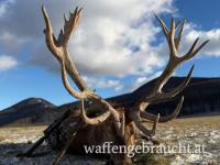 Rothirschjagd 2026 in einem Wildpark 425 ha mit fairen Nebenkosten, nahe der Grenze zu Österreich.