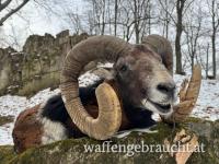 Muffeljagd 2026 in einem Wildreservat, mit geringen und fairen Nebenkosten, nahe der Grenze zu Österreich.