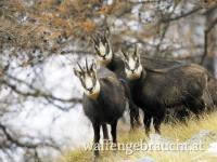 Einzigartige Chance für Jungjäger - Bergrevier GU