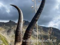 1er  Gamsgeiß abschuss